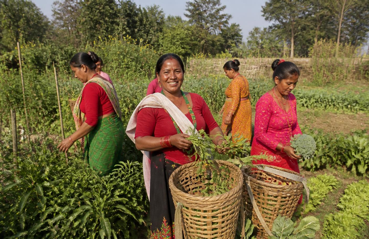 Women harvesting vegetables on an organic community farm